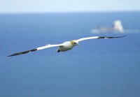 /album/sea-birds/bempton-1206-filtered-jpg/